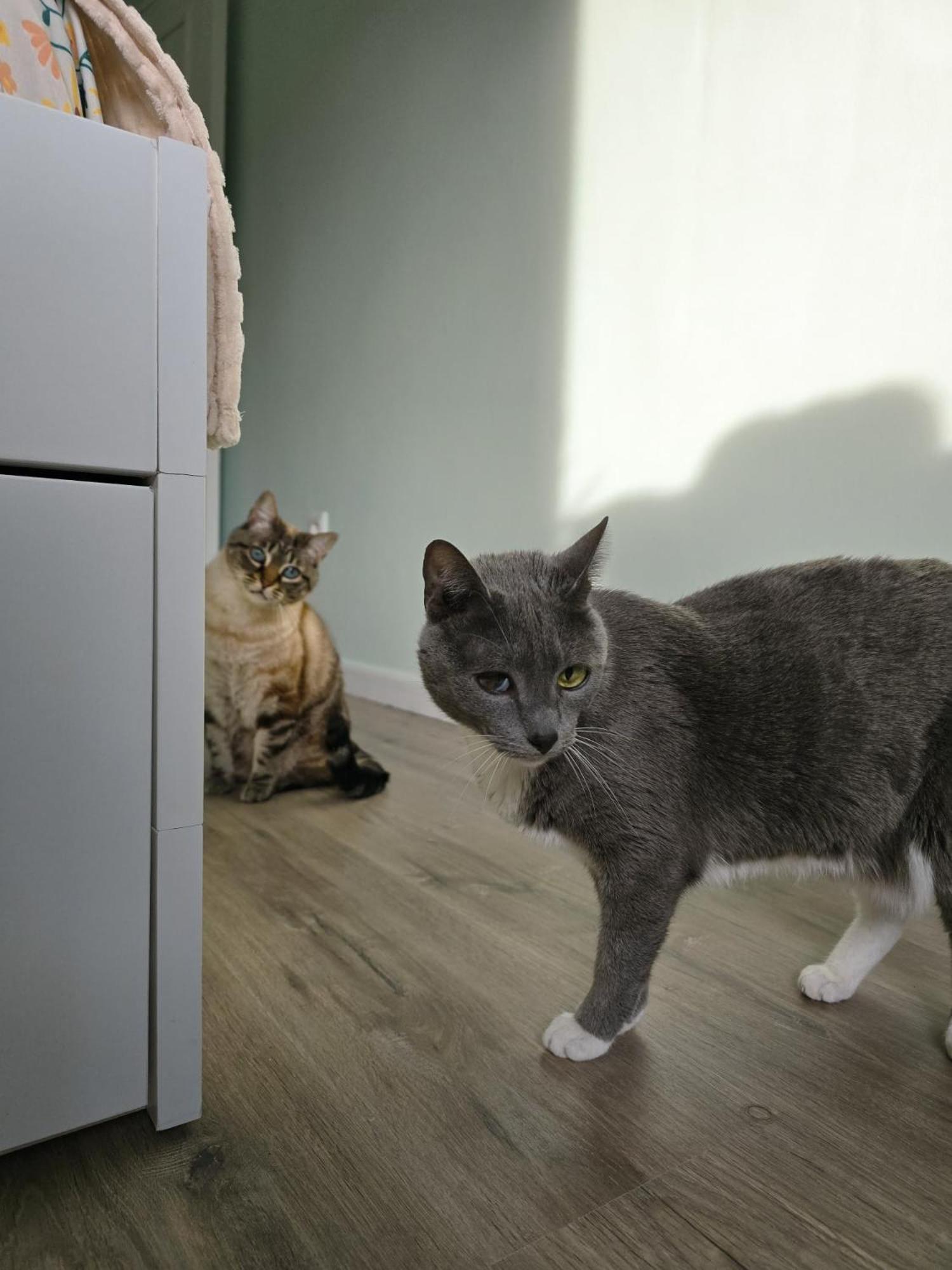 Apartamento The House Of Cats Oliveira do Douro  Exterior foto