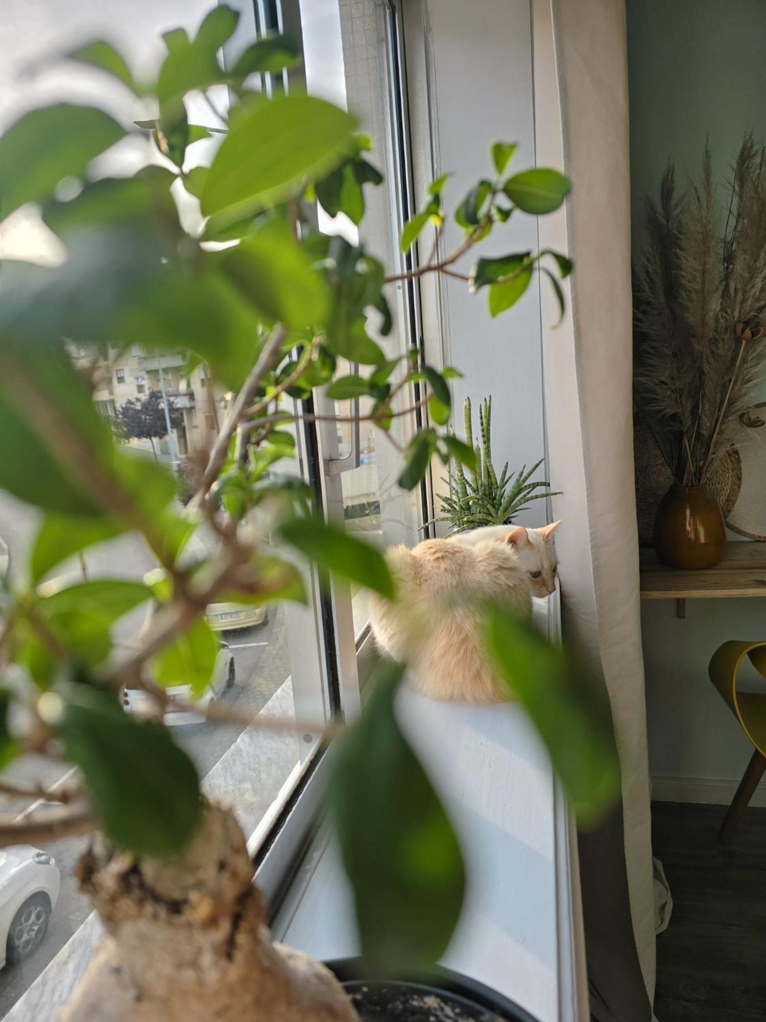 Apartamento The House Of Cats Oliveira do Douro  Exterior foto